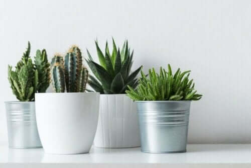 Cactussen in bloempotten