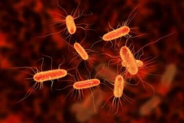 Een close-up van bacteriën