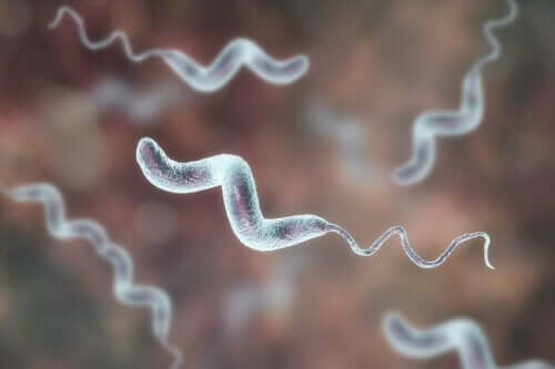 Een close-up van campylobacter-bacillen