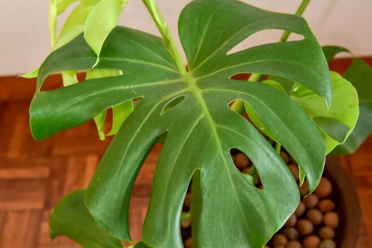 Blad van een gatenplant