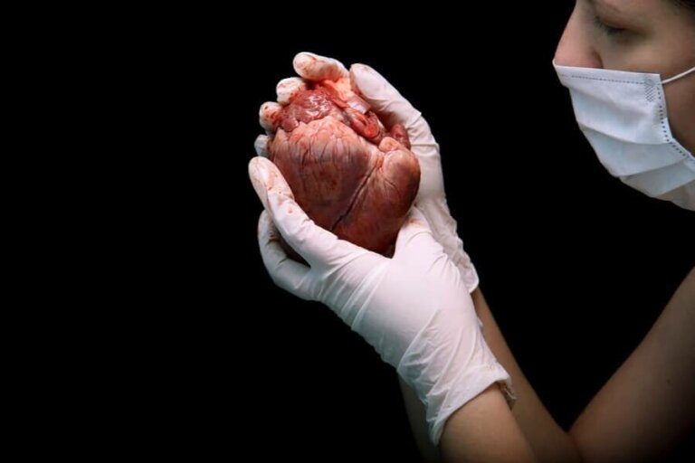 Informatie over een harttransplantatie