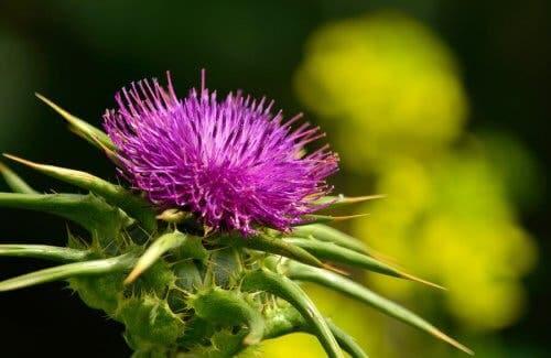 Paarse bloem