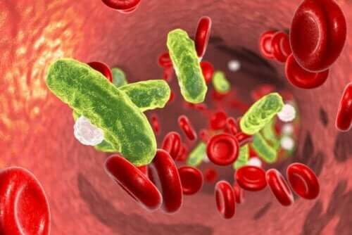 Bloedlichamen en bacterieën in een bloedvat