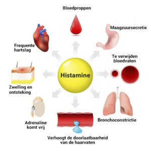 Histamine: synthese, afgifte en functies