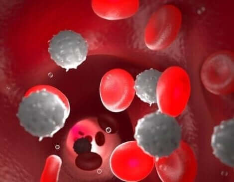 Een afbeelding van witte en rode bloedcellen in een bloedvat