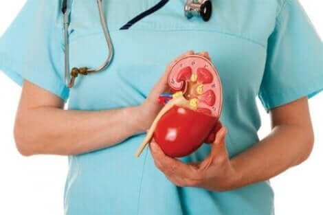 Een dokter houdt een plastic dwarsdoorsnede vast van een nier