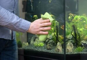 Hoe je eenvoudig een aquarium schoonmaakt