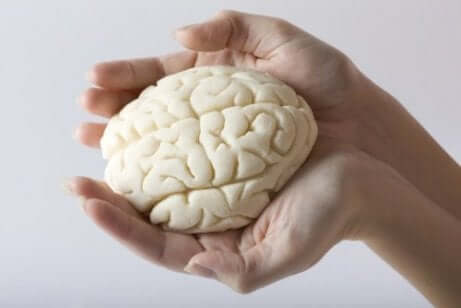 Een klein model van het menselijk brein in iemands handen