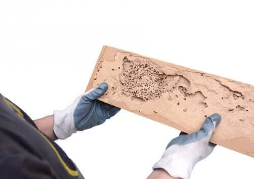 Hoe de tekenen van houtworm te identificeren