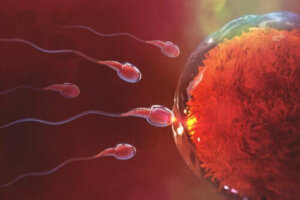 Hoe lang duurt het om na seks zwanger te raken?