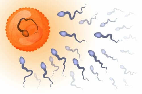 Sperma dat een eicel bevrucht