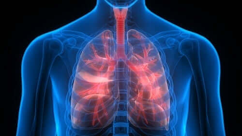 Werking van de longen in het lichaam