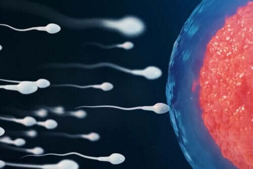 Sperma gaat eicel bevruchten