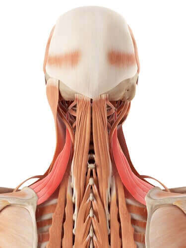 Anatomie van de nek: botten en kraakbeen