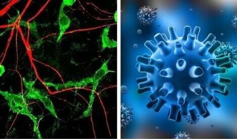 Afbeeldingen van het herpesvirus