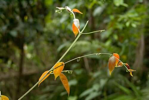 Ontstekingsremmende eigenschappen van kattenklauw