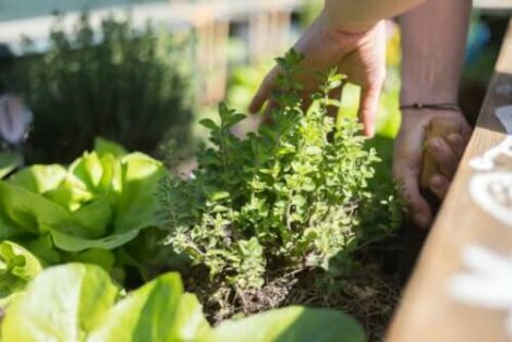 Een tuin op je terras: de beste tips