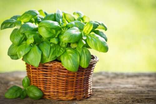 Soorten basilicum die je in je tuin kunt kweken