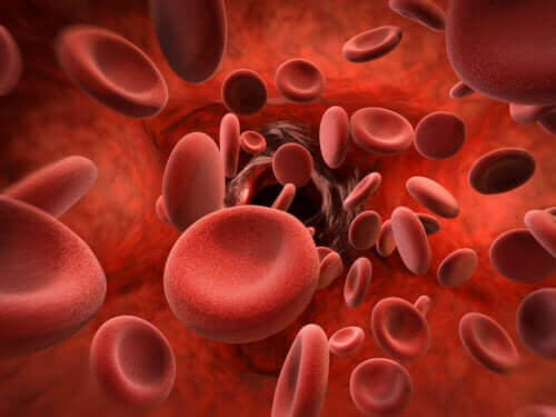 Close-up van rode bloedcellen