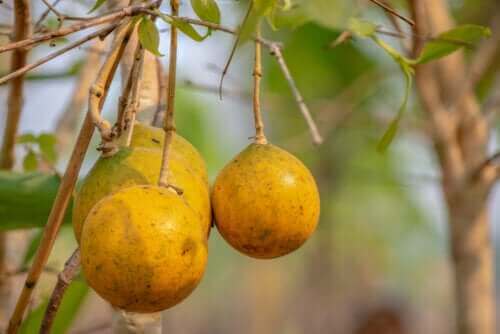 De braaknoot: wat je moet weten