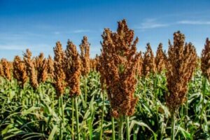 De nutritionele eigenschappen van sorghum
