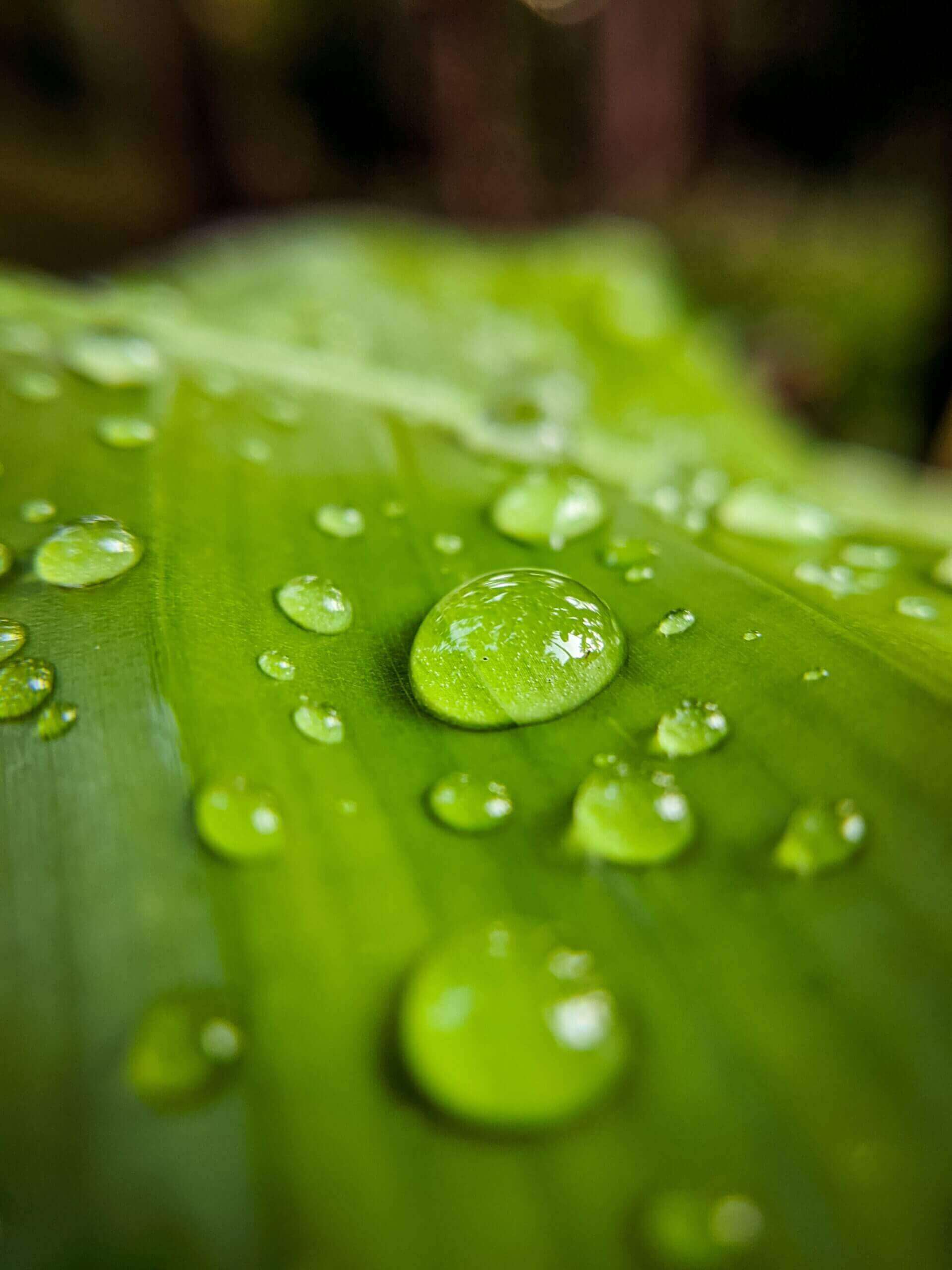 tips voor een duurzame tuin