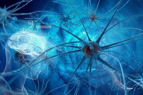 Wat zijn von Economo-neuronen