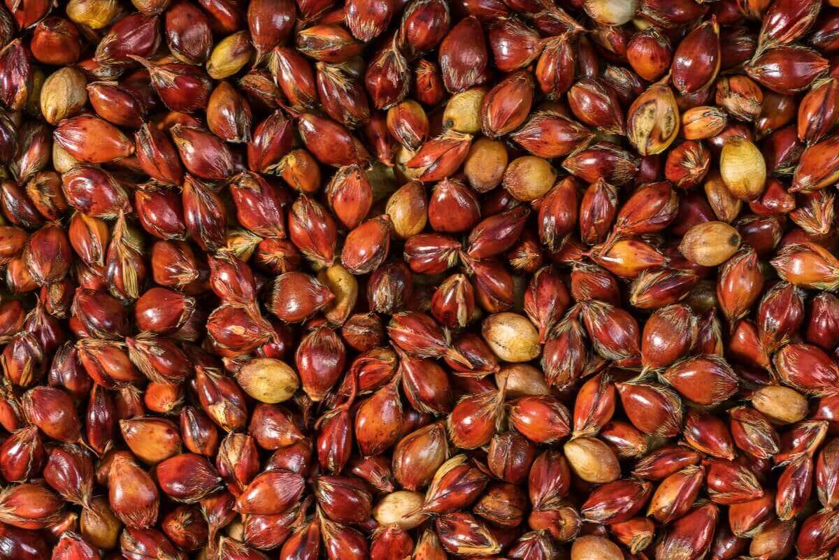 De nutritionele eigenschappen van sorghum