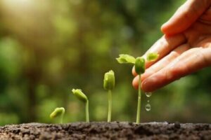 Ontdek 6 tips voor een duurzame tuin