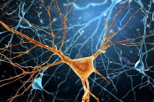 Von Economo-neuronen: cellen voor socialisatie