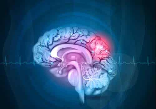 De verschillende delen van de hersenen