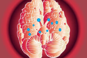 De functies van de twaalf hersenzenuwen