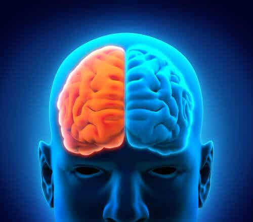 Hersenen in oranje en blauw verdeeld
