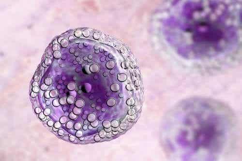 De verschillen tussen apoptose en necrose