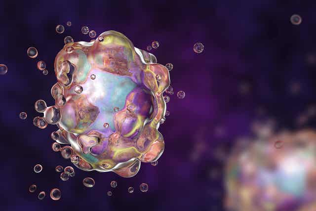 Het proces van apoptose werd ontdekt in 1972