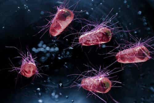 Bacteriën die diarree veroorzaken