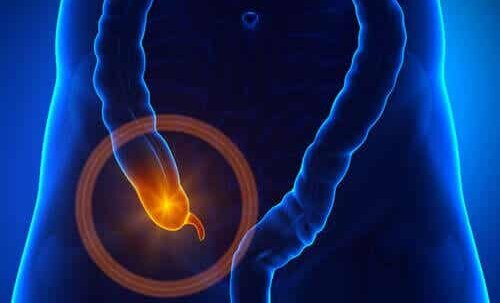 Kenmerken en functie van de blindedarm