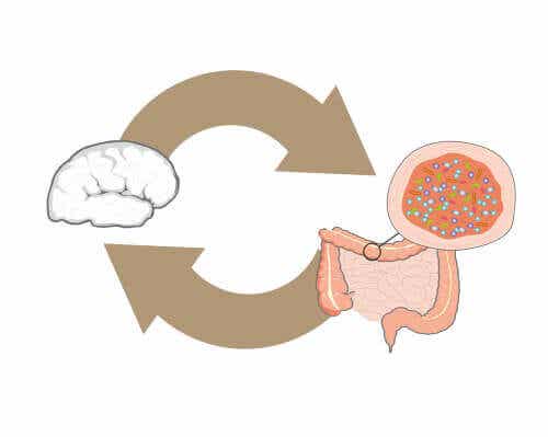 Hoe kunnen darmbacteriën worden gebruikt bij behandelingen van obesitas