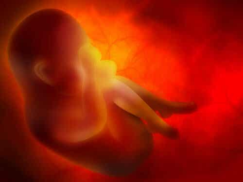 Een afbeelding van een foetus in de baarmoeder