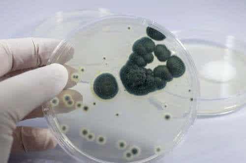 Een kweek van bacteriën