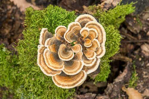 Een paddenstoel op mos