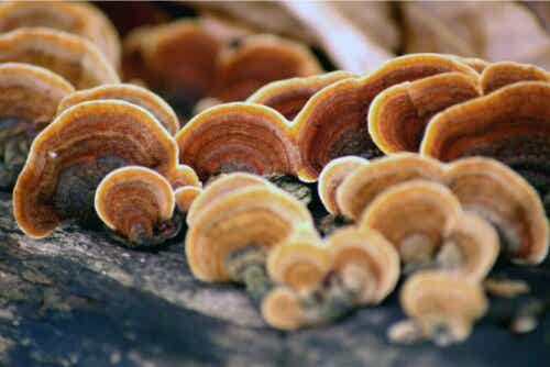 Paddenstoelen op een boomstam