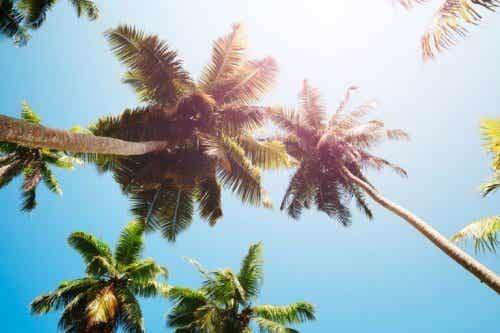 Palmbomen vanaf de onderkant gefotografeerd