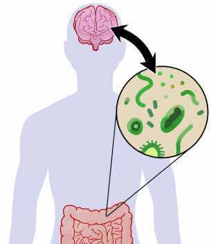 De relatie tussen de darmflora en de hersenen