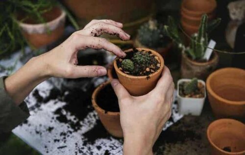 Een vrouw plant vetplanten