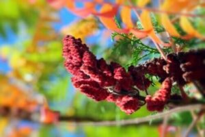 Eigenschappen, contra-indicaties en gebruik van karmozijnbes