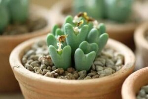 Lithops of levende steentjes: hoe zorg je ervoor?