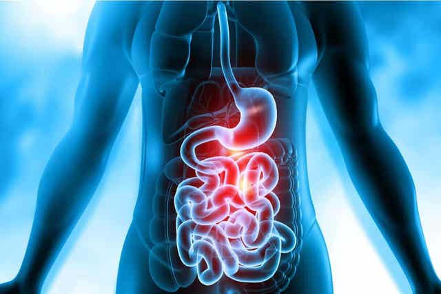 Menselijk spijsverteringsstelsel