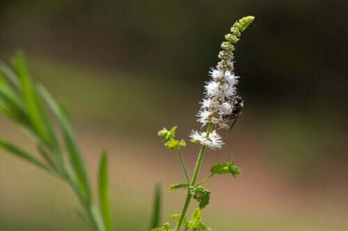 Effecten van het gebruik van zwarte zilverkaars