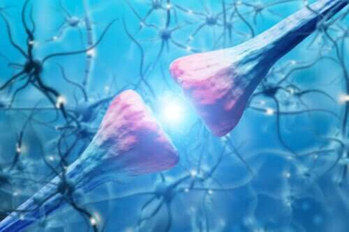 Kenmerken en functie van neuronen